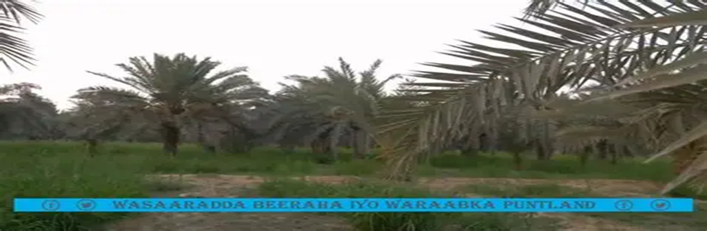 Project to develop the  Puntland Agricultural Land Regulation